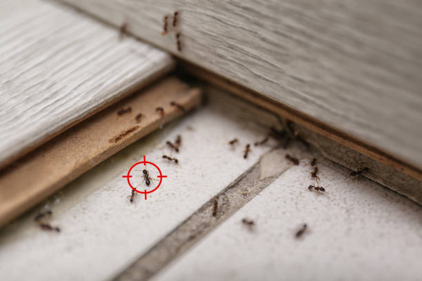 Best Best Pest Control Companies  in Fritz Creek, AK