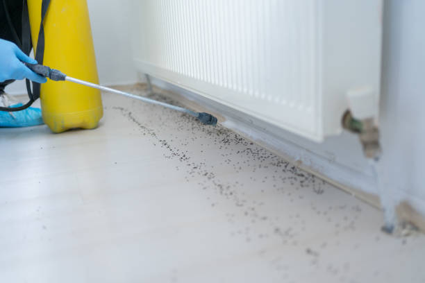Best Pest Prevention Services  in Fritz Creek, AK